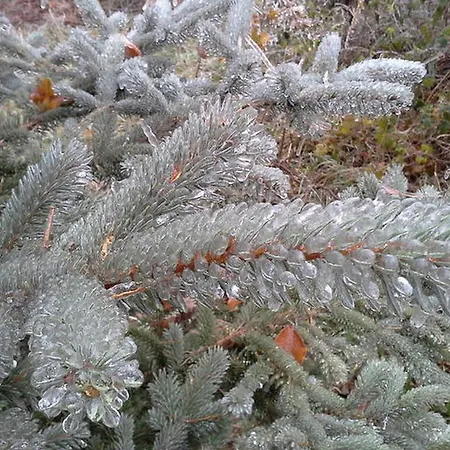 Nature *